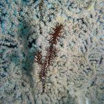 M0010042 