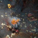 M0010631 a