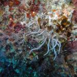 M0010993 a
