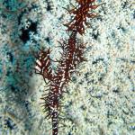 M0010042 a