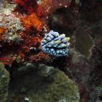 M0010324 a