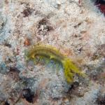 M0010512 a