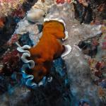 M0011676 