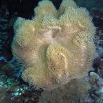 M0011834 