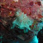 M0011150 a
