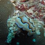M0010619 a