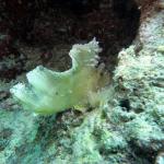 M0010751 