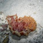 M0011664 