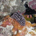 M0011609 a