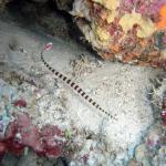 M0011433 