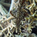 M0011497 a