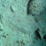 M0010406 a