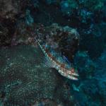 M0010098 a