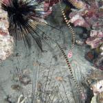 M0011096 a