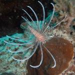 M0011770 a