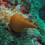 M0010628 