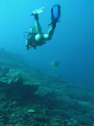 Unterwasserfotos Tauchbilder Tauchen Apo Island / Philippinen