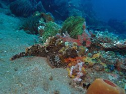 Unterwasserfotos Tauchbilder Tauchen Apo Island / Philippinen
