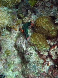 Unterwasserfotos Tauchbilder Tauchen Apo Island / Philippinen