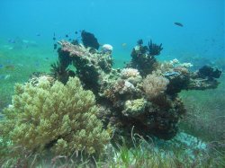Unterwasserfotos Tauchbilder Tauchen Balicasag Island / Philippinen