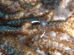 Unterwasserfotos Tauchbilder Tauchen Malapascua / Cebu / Philippinen