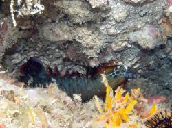 Unterwasserfotos Tauchbilder Tauchen Malapascua / Cebu / Philippinen