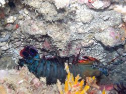 Unterwasserfotos Tauchbilder Tauchen Malapascua / Cebu / Philippinen