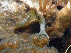 Unterwasserfotos Tauchbilder Tauchen Malapascua / Cebu / Philippinen