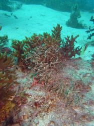 Unterwasserfotos Tauchbilder Tauchen Malapascua / Cebu / Philippinen
