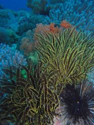 Unterwasserfotos Tauchbilder Tauchen Malapascua / Cebu / Philippinen