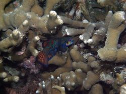 Unterwasserfotos Tauchbilder Tauchen Malapascua / Cebu / Philippinen
