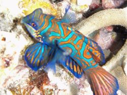 Unterwasserfotos Tauchbilder Tauchen Malapascua / Cebu / Philippinen