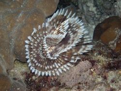Unterwasserfotos Tauchbilder Tauchen Malapascua / Cebu / Philippinen