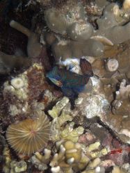 Unterwasserfotos Tauchbilder Tauchen Malapascua / Cebu / Philippinen