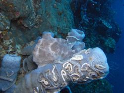 Unterwasserfotos Tauchbilder Tauchen Moalboal / Cebu / Philippinen