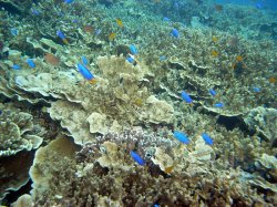 Unterwasserfotos Tauchbilder Tauchen Pescador Island Moalboal / Cebu / Philippinen
