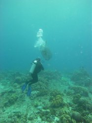 Unterwasserfotos Tauchbilder Tauchen Siquior Island / Philippinen