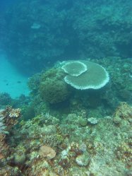 Unterwasserfotos Tauchbilder Tauchen Siquior Island / Philippinen