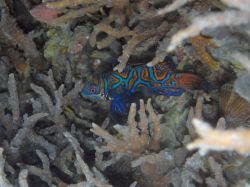 Unterwasserfotos Tauchbilder Tauchen Camiguin / Mindanao  Philippinen
