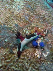 Unterwasserfotos Tauchbilder Tauchen Mactan Island / Cebu / Philippinen