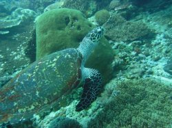 Unterwasserfotos Tauchbilder Tauchen Negros / El Dorado Beach Resort / Philippinen