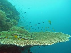 Unterwasserfotos Tauchbilder Tauchen Panglao Island / Bohol / / Philippinen