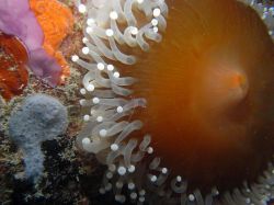 Unterwasserfotos Tauchbilder Tauchen Panglao Island / Bohol / / Philippinen