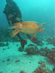 Unterwasserfotos Tauchbilder Tauchen Rotes Meer Port Ghalib (Marsa Alam) Resta Grand Resort / Matthes Reef Divers 