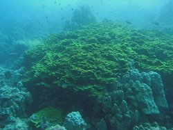 Unterwasserfotos Tauchbilder Tauchen Rotes Meer Port Ghalib (Marsa Alam) Resta Grand Resort / Matthes Reef Divers 