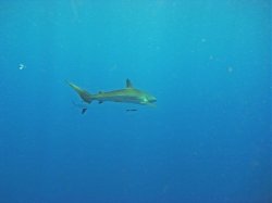 Unterwasserfotos Tauchbilder Tauchen Rotes Meer Mai 2010 MY Blue Seas Blue Planet Liveaboards