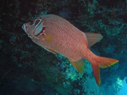 Unterwasserfotos Tauchbilder Tauchen Rotes Meer Mai 2010 MY Blue Seas Blue Planet Liveaboards