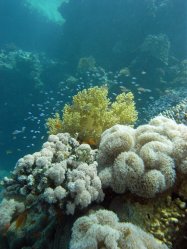 Unterwasserfotos Tauchbilder Tauchen Rotes Meer Mai 2010 MY Blue Seas Blue Planet Liveaboards