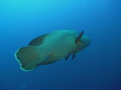 Unterwasserfotos Tauchbilder Tauchen Rotes Meer Mai 2010 MY Blue Seas Blue Planet Liveaboards