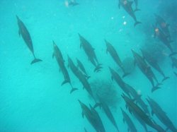 Unterwasserfotos Tauchbilder Tauchen Rotes Meer Mai 2010 MY Blue Seas Blue Planet Liveaboards